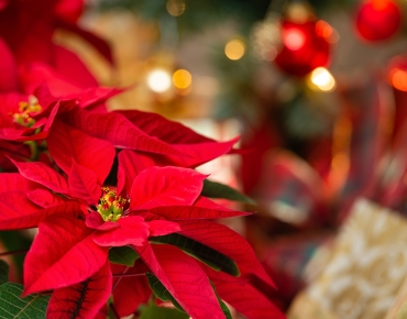 EXTRA Koopzondag KERST