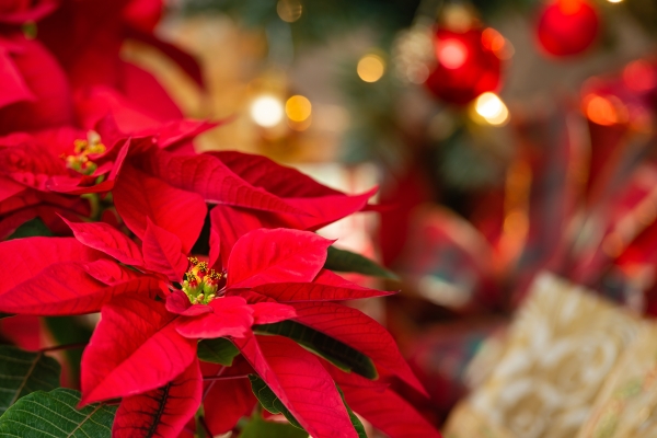 EXTRA Koopzondag KERST